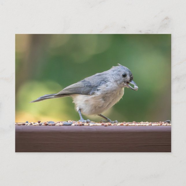 Carte Postale A small tufted titmouse eating birdseed. (Devant)