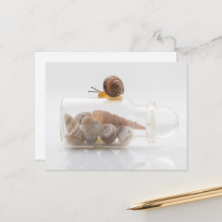 Carte Postale A snail and seashells