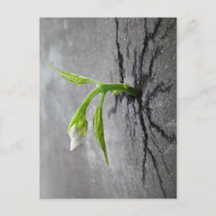 Carte Postale À travers le béton