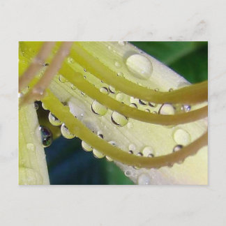 Carte Postale À travers le miroir