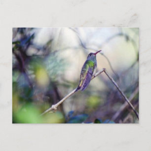 Carte postale à ventre cassé