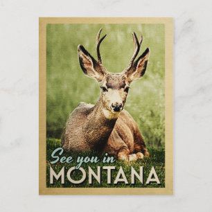 Carte Postale A Voir Dans Le Montana - Stag Deer Wildlife