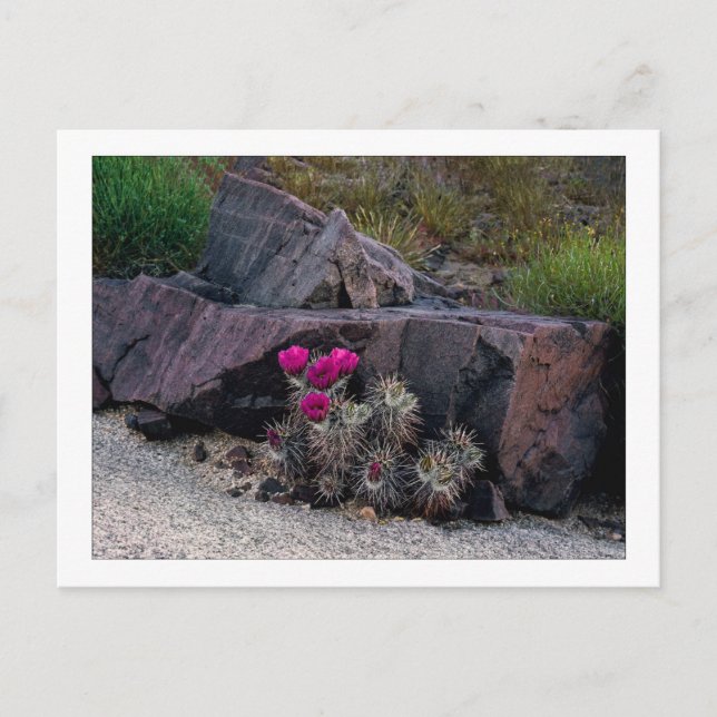 Carte Postale "Abandonné sur une fleur " (Devant)