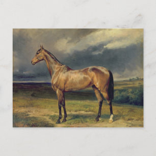 Carte Postale Abdul Medschid' le cheval arabe de châtaignier, 18