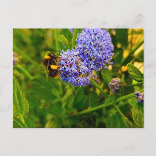 Carte Postale Abee (Devant)