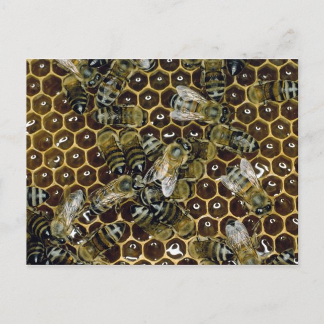 Carte Postale Abee (Devant)