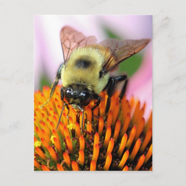Carte Postale Abee (Devant)