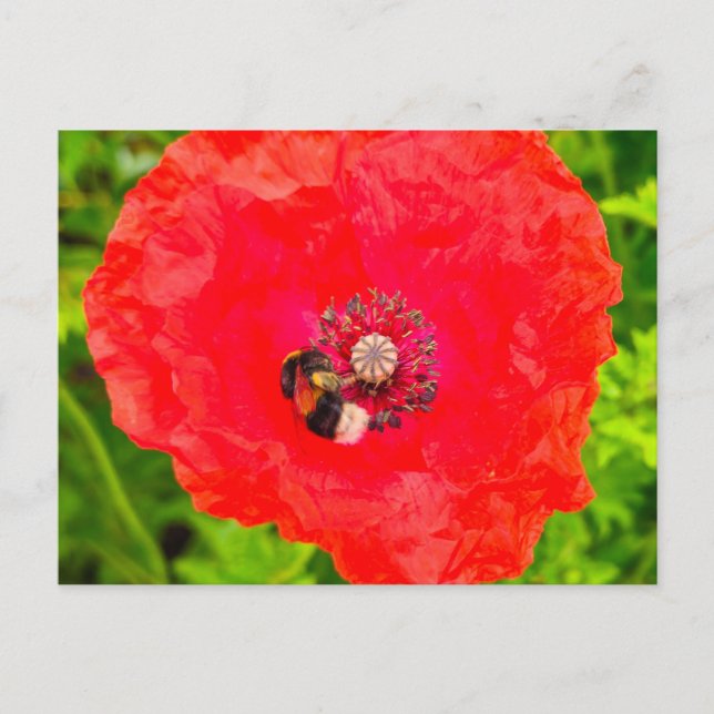 Carte Postale Abee (Devant)