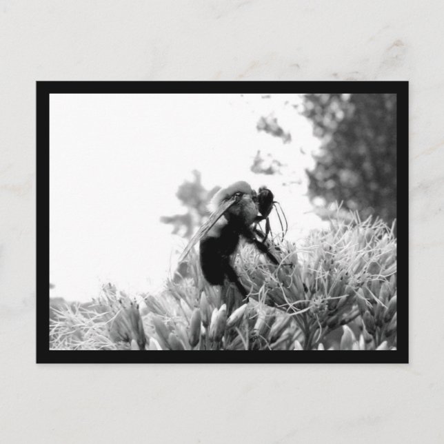 Carte Postale Abee (Devant)