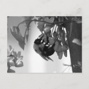 Carte Postale Abee sur une fleur de Redbud