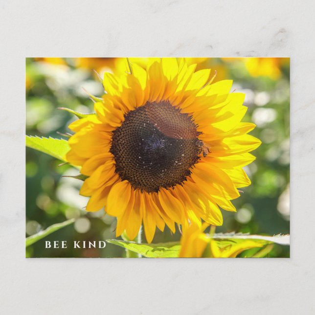 Carte Postale Abee | Tournesol (Devant)