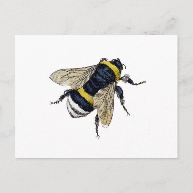 Carte Postale Abeille (Devant)