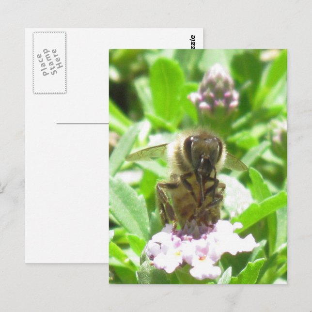 Carte postale – Abeille à miel sur fleur (Devant / Derrière)