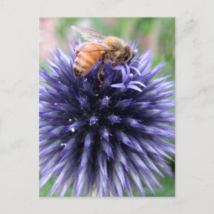 Carte Postale Abeille à Miel sur Fleur de Chardon Globe Pourpre