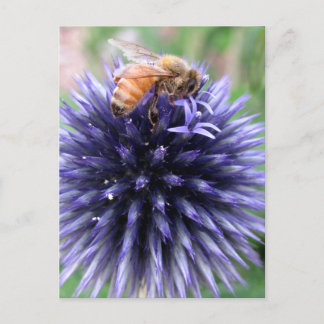 Carte Postale Abeille à Miel sur Fleur de Chardon Globe Pourpre