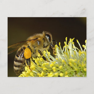 Carte Postale Abeille au travail