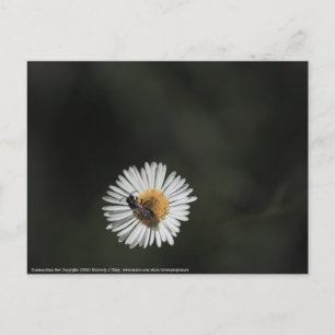 Carte Postale Abeille cosmopolite