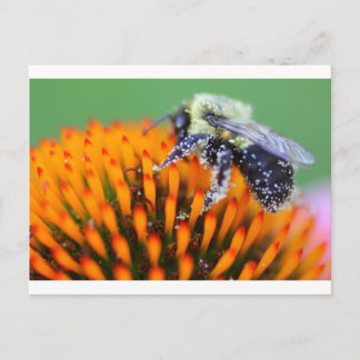 Carte Postale Abeille couverte de pollen sur une Echinacea