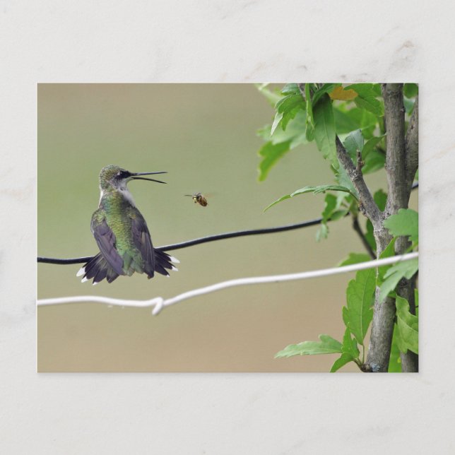 Carte Postale Abeille de colibri et de miel (Devant)