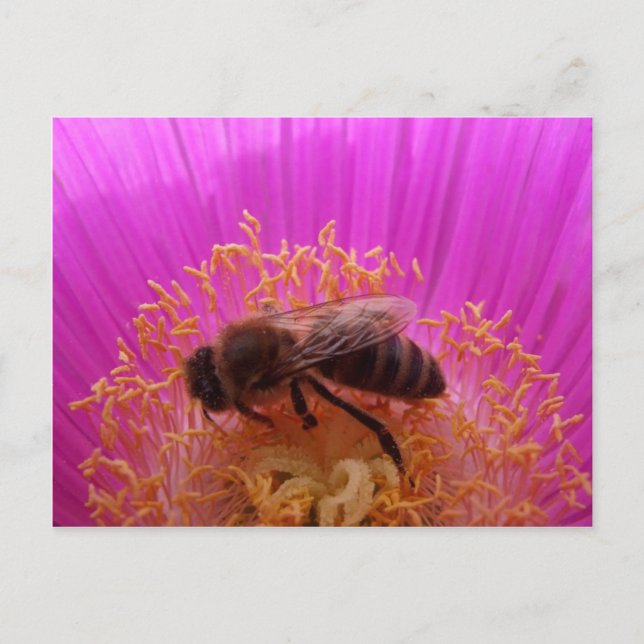 Carte postale Abeille de miel (Devant)