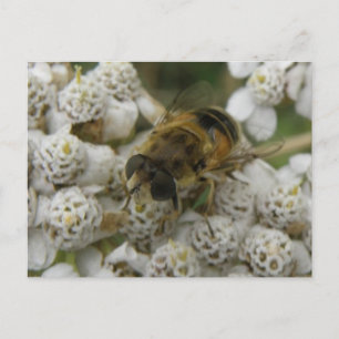 Carte postale Abeille de miel et fleurs