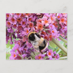 Carte Postale Abeille et bouddlie
