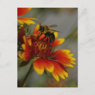 Carte postale Abeille et Fleur