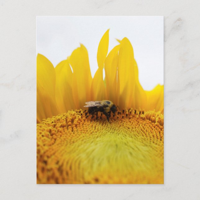 Carte postale Abeille et tournesol (Devant)