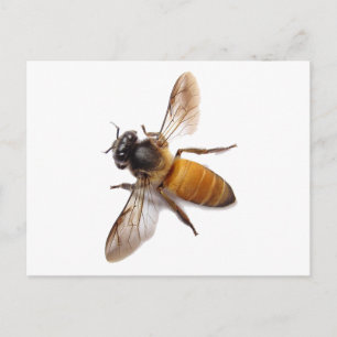 Carte Postale Abeille miel mignonne bee bumble bee