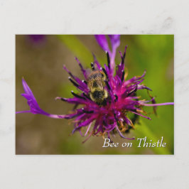 Carte Postale Abeille sur la fleur de chardon violet