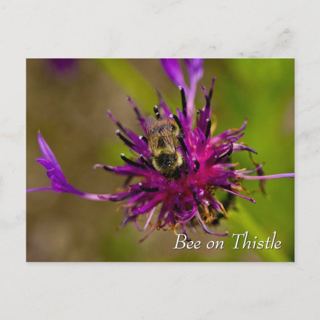 Carte Postale Abeille sur la fleur de chardon violet (Devant)