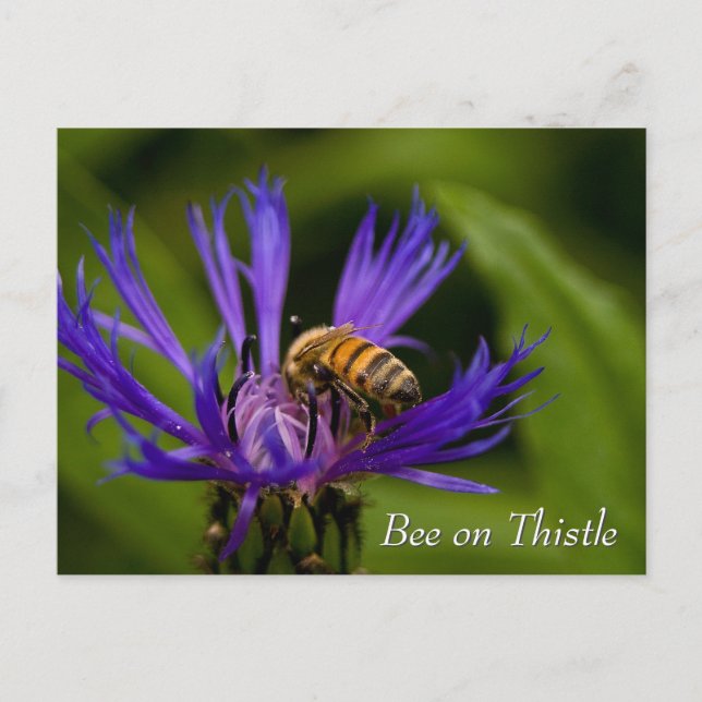 Carte Postale Abeille sur la fleur de chardon violet (Devant)