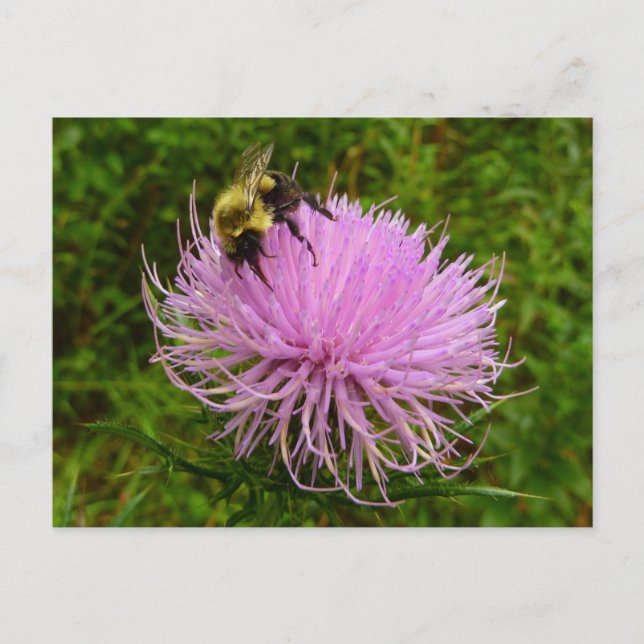 Carte Postale Abeille sur la nature de la fleur de chardon (Devant)