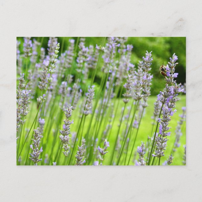 Carte Postale Abeille sur Lavender Summer Floral (Devant)