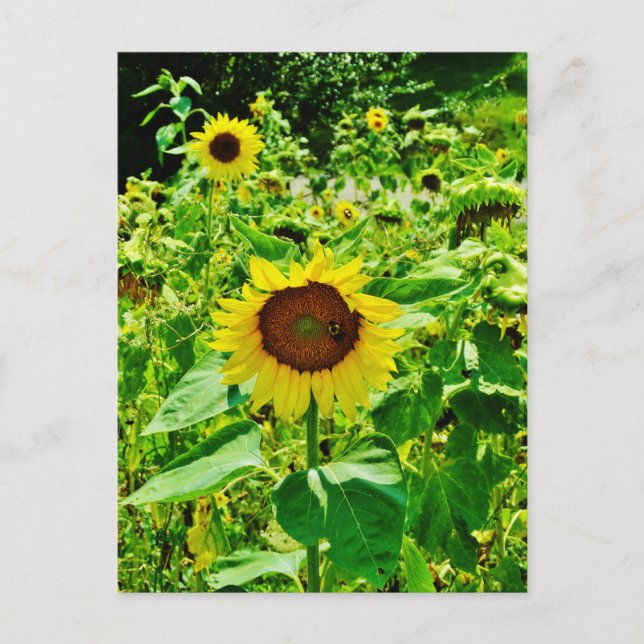Carte Postale Abeille sur tournesol jaune (Devant)