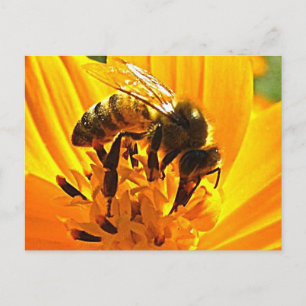 Carte Postale Abeille sur une fleur