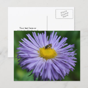 Carte Postale Abeille sur une fleur de marguerite violette Photo