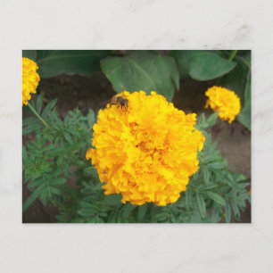 Carte Postale abeille sur une fleur de marigold jaune vif, photo