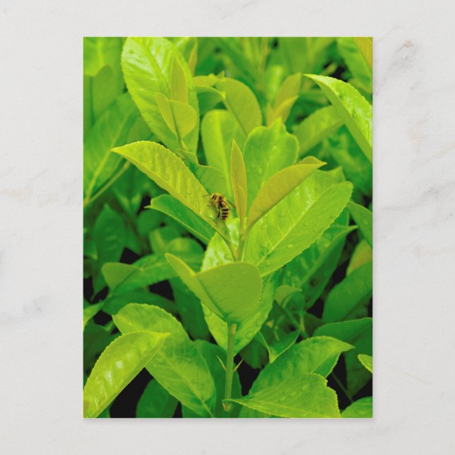 Carte Postale Abeille verte (Devant)
