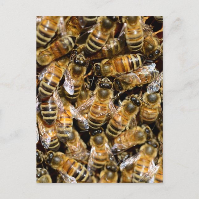 Carte Postale Abeilles de miel (Devant)