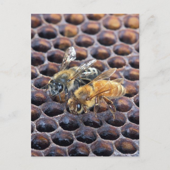 Carte Postale Abeilles de nid d'abeilles (Devant)