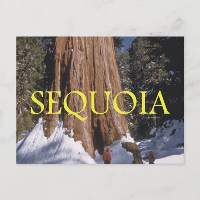 Carte Postale ABH Sequoia (Devant)