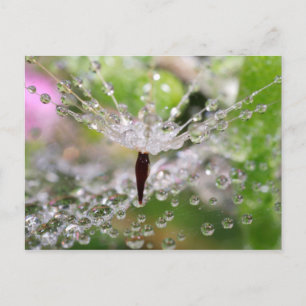 Carte Postale Abstrait de pissenlit délicat
