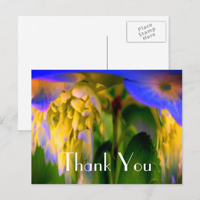 Carte postale Abstrait Floral Merci Blue Hydrangea (Devant / Derrière)