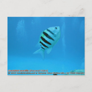 Carte Postale Abudefduf saxatilis (sergent-major)