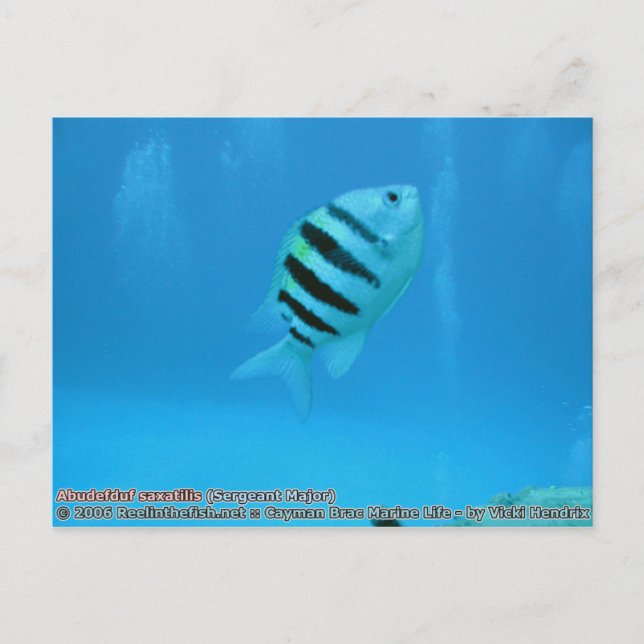 Carte Postale Abudefduf saxatilis (sergent-major) (Devant)
