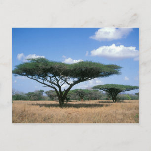 Carte Postale Acacia tortilis (Acacia tortilis), Mkuze