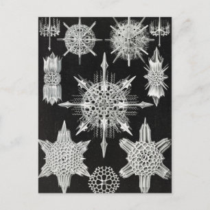 Carte Postale Acanthophracta, animal aquatique Wunderstrahlinge