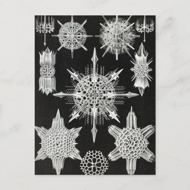 Carte Postale Acanthophracta, animal aquatique Wunderstrahlinge (Devant)