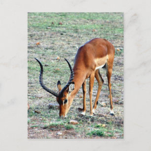Carte Postale accorder gazelle loner